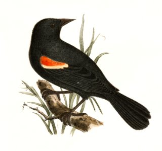 47. The Red-winged Oriole (Icterus phoeniceus) 48. The Boblink (Dolichonyx oryzivora) illustration from Zoology of New York (1842–1844) by James Ellsworth De Kay.