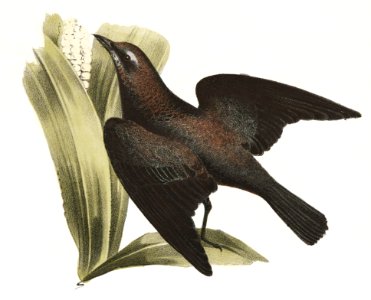 49. The Common Crow Blackbird (Quiscalus versicolor) 50. The Rusty Crow Blackbird (Quicalus ferrugineus) illustration from Zoology of New York (1842–1844) by James Ellsworth De Kay.