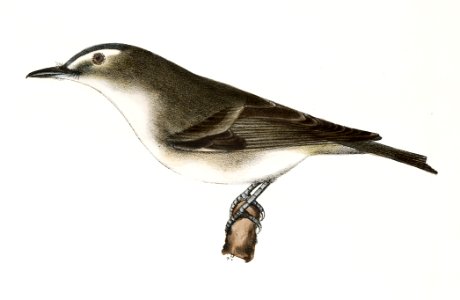 78. The White-eyed Greenlet (Vireo noveboracensis) 79. The Red-eyed Greenlet (Vireo olivaceus) illustration from Zoology of New York (1842–1844) by James Ellsworth De Kay.