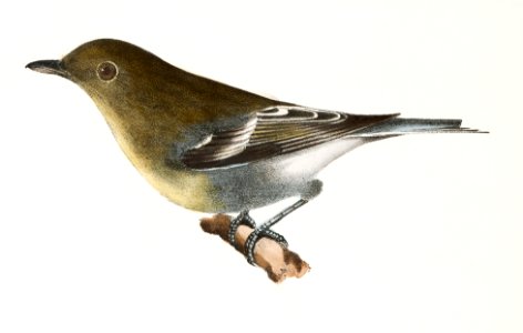 76. The Solitary Greenlet (Vireo solitarius) 77. The Yellow-throated Greenlet (Vireo flavifrons) illustration from Zoology of New York (1842–1844) by James Ellsworth De Kay.. Free illustration for personal and commercial use.