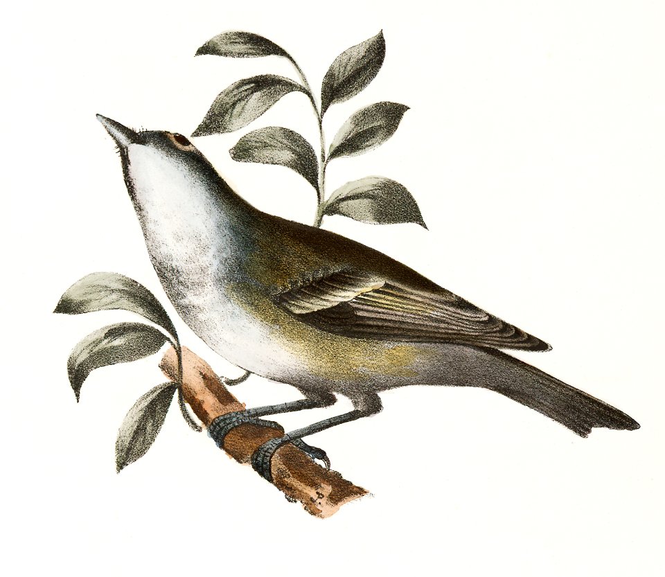 76. The Solitary Greenlet (Vireo solitarius) 77. The Yellow-throated Greenlet (Vireo flavifrons) illustration from Zoology of New York (1842–1844) by James Ellsworth De Kay.