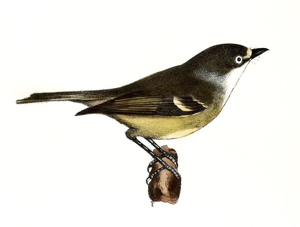 78. The White-eyed Greenlet (Vireo noveboracensis) 79. The Red-eyed Greenlet (Vireo olivaceus) illustration from Zoology of New York (1842–1844) by James Ellsworth De Kay.