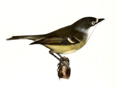 78. The White-eyed Greenlet (Vireo noveboracensis) 79. The Red-eyed Greenlet (Vireo olivaceus) illustration from Zoology of New York (1842–1844) by James Ellsworth De Kay.