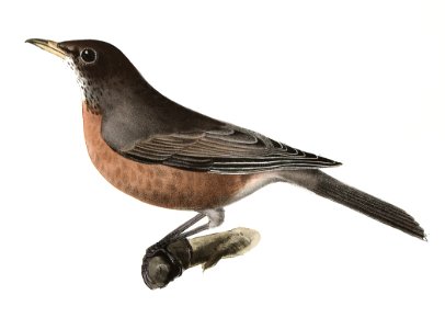 82. The Brown Thrush (Orpheus rufus) 83. The American Robin (Merula migratoria) illustration from Zoology of New York (1842–1844) by James Ellsworth De Kay.. Free illustration for personal and commercial use.