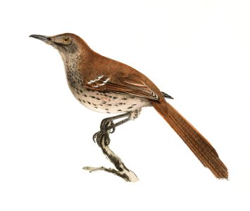 82. The Brown Thrush (Orpheus rufus) 83. The American Robin (Merula migratoria) illustration from Zoology of New York (1842–1844) by James Ellsworth De Kay.