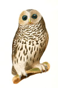 21. The Barred Owl (Ulula nebulosa) 22. The Great Horned Owl (Bubo virginianus) illustration from Zoology of New York (1842–1844) by James Ellsworth De Kay.