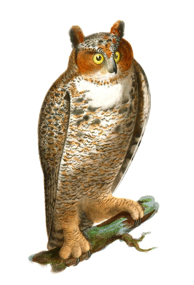 21. The Barred Owl (Ulula nebulosa) 22. The Great Horned Owl (Bubo virginianus) illustration from Zoology of New York (1842–1844) by James Ellsworth De Kay.