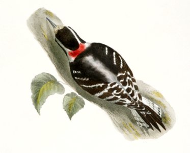 34. The Red-headed Woodpecker (Picus erythrocephalus) 35. The Downy Woodpecker (Picus pubescens) illustration from Zoology of New York (1842–1844) by James Ellsworth De Kay.
