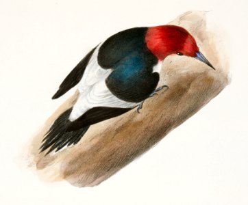 34. The Red-headed Woodpecker (Picus erythrocephalus) 35. The Downy Woodpecker (Picus pubescens) illustration from Zoology of New York (1842–1844) by James Ellsworth De Kay.