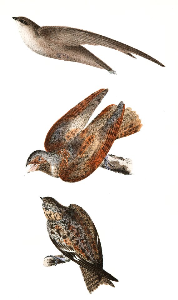 58. The Chimney Swallow (Chætura pelasgia) 59. The Whippoorwill (Caprimulgus vociferus) 60. The Nighthhawk (Chordeiles americanus) illustration from Zoology of New York (1842–1844) by James Ellsworth De Kay.