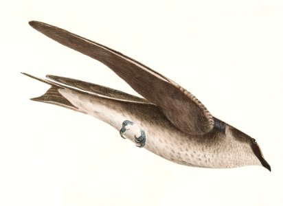 61. The Purple Martin (Hirundo purpurea) 62. The Bank Swallow (Hirundo riparia) illustration from Zoology of New York (1842–1844) by James Ellsworth De Kay.
