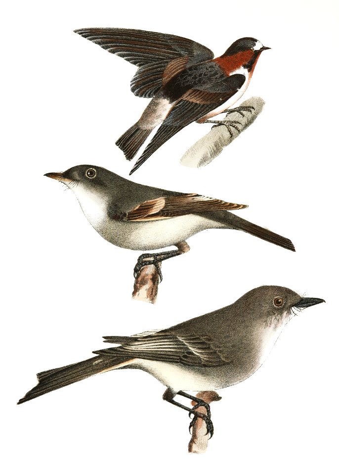 65. The Cliff Swallow (Hirundo fulva) 66. The Small Green-crested Flycatcher (Muscicapa acadica) 67. The Phoebe-bird (Muscicapa fusca) illustration from Zoology of New York (1842–1844) by James Ellsworth De Kay.