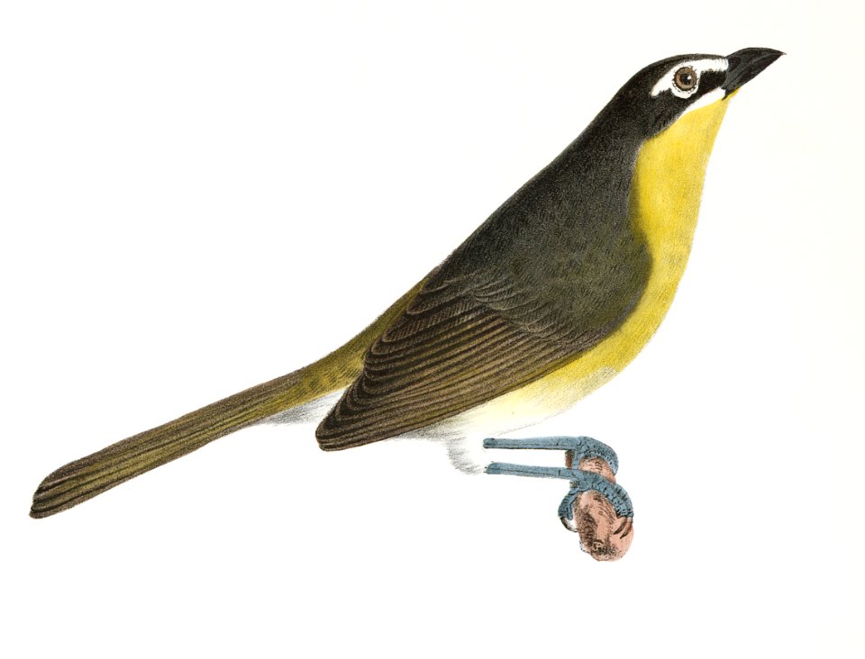70. The Great-crested Kingbird (Tyrannus crinitus) 71. The Yellow-brested Chat (Icteria viridis) illustration from Zoology of New York (1842–1844) by James Ellsworth De Kay.