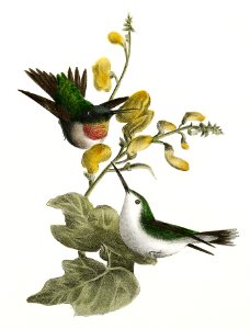 87. The Red-throated Hummingbird, male and female (Trochilus colubris) 88. The Red-bellied Nuthatch (Sitta canadensis) illustration from Zoology of New York (1842–1844) by James Ellsworth De Kay.. Free illustration for personal and commercial use.