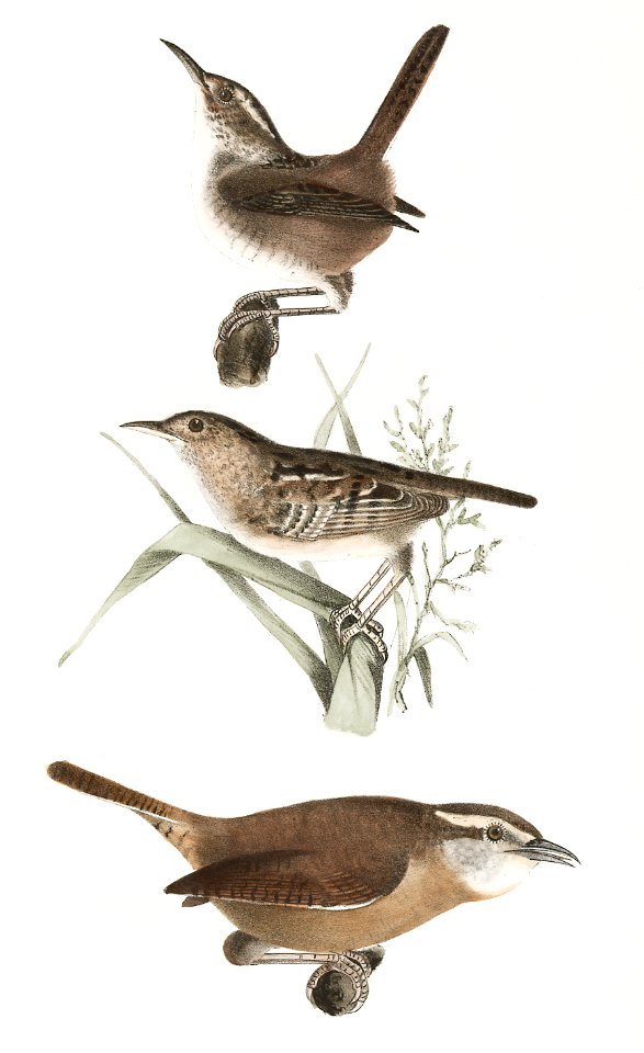 92. The Marsh Wren (Troglodytes palustris) 93. The Short-billed Wren (Troglodytes brevirostris) 94. The Mocking Wren (Troglodytes ludovicianus) illustration from Zoology of New York (1842–1844) by James Ellsworth De Kay.