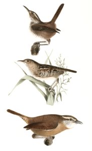 92. The Marsh Wren (Troglodytes palustris) 93. The Short-billed Wren (Troglodytes brevirostris) 94. The Mocking Wren (Troglodytes ludovicianus) illustration from Zoology of New York (1842–1844) by James Ellsworth De Kay.. Free illustration for personal and commercial use.