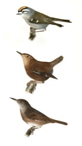 95. The Golden-crested Kinglet (Regulus satrapa) 96. The Winter Wren (Troglodytes hyemalis) 97. The House Wren (Troglodytes ædon) illustration from Zoology of New York (1842–1844) by James Ellsworth De Kay.