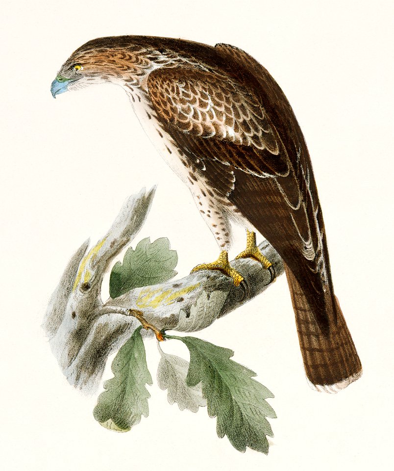 17. The Red-tailed Buzzard (Buteo borealis) 18. The Fish Hawk (Pandion carolinensis) illustration from Zoology of New York (1842–1844) by James Ellsworth De Kay.. Free illustration for personal and commercial use.