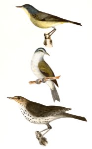104. The Red-poll Warbler (Sylvicola rubricapilla) 105. The Tennessee Warbler (Vermivora peregrina) 106. The New York Water Thrush (Seiurus noveboracensis) illustration from Zoology of New York (1842–1844) by James Ellsworth De Kay.. Free illustration for personal and commercial use.