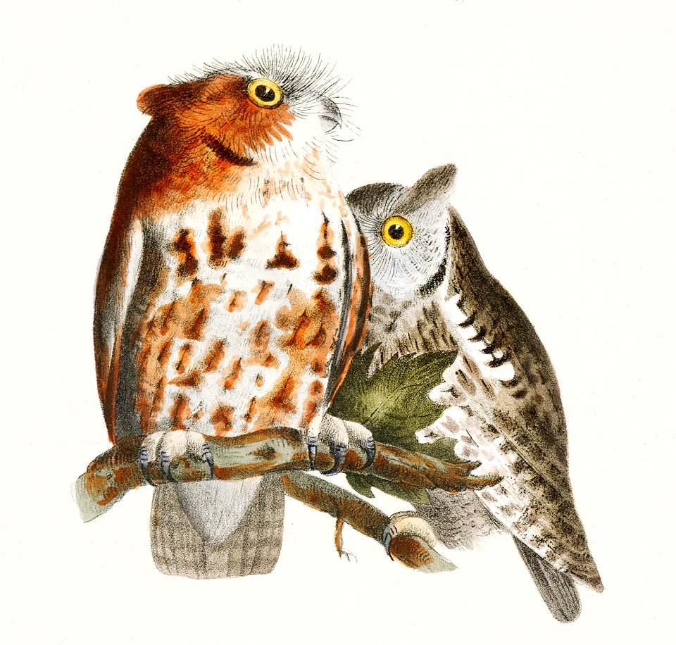 25. & 26. The Little Screech Owl (Bubo asio) 27. The Short-eared Owl (Otus palustris) illustration from Zoology of New York (1842–1844) by James Ellsworth De Kay.