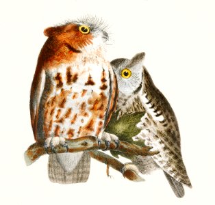 25. & 26. The Little Screech Owl (Bubo asio) 27. The Short-eared Owl (Otus palustris) illustration from Zoology of New York (1842–1844) by James Ellsworth De Kay.. Free illustration for personal and commercial use.