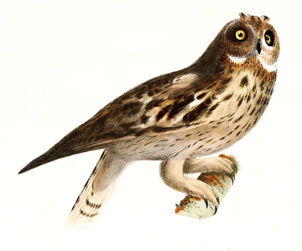 25. & 26. The Little Screech Owl (Bubo asio) 27. The Short-eared Owl (Otus palustris) illustration from Zoology of New York (1842–1844) by James Ellsworth De Kay.