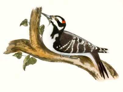 32. The Hairy Woodpecker (Picus villosus) 33. The Golden-winged Woodpecker (Picus auratus) illustration from Zoology of New York (1842–1844) by James Ellsworth De Kay.. Free illustration for personal and commercial use.