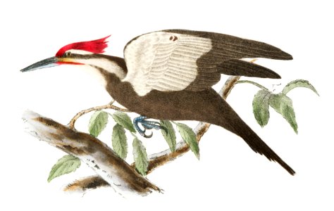 38. The Yellow-bellied Woodpecker (Picus varius) 39. The Crested Woodpecker (Picus pileatus) illustration from Zoology of New York (1842–1844) by James Ellsworth De Kay.. Free illustration for personal and commercial use.