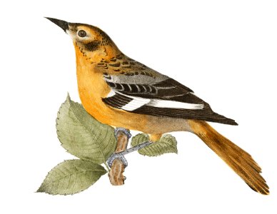 43. The Golden Oriole (Icterus baltimore) 44. Ditto, female illustration from Zoology of New York (1842–1844) by James Ellsworth De Kay.. Free illustration for personal and commercial use.