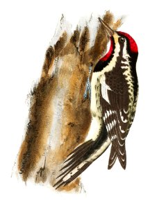38. The Yellow-bellied Woodpecker (Picus varius) 39. The Crested Woodpecker (Picus pileatus) illustration from Zoology of New York (1842–1844) by James Ellsworth De Kay.
