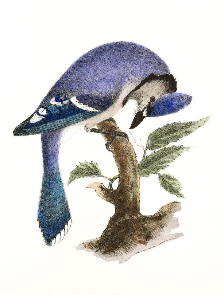 54. The Blue Jay (Garrulus cristatus) 55. The Canada Jay (Garrulus canadensis) illustration from Zoology of New York (1842–1844) by James Ellsworth De Kay.