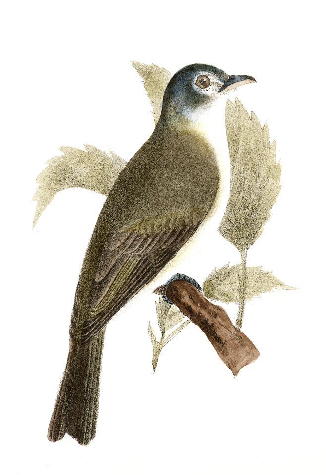 74. The Warblink Greenlet (Vireo gilvus) 75. The Red-eyed Greenlet (Vireo olivaceus) illustration from Zoology of New York (1842–1844) by James Ellsworth De Kay.