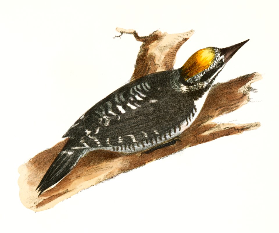 36. The Arctic Woodpecker (Picus arcticus) 37. The Red-bellied Woodpecker (Picus carolinus) illustration from Zoology of New York (1842–1844) by James Ellsworth De Kay.