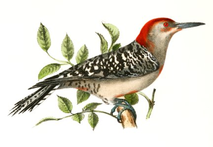 36. The Arctic Woodpecker (Picus arcticus) 37. The Red-bellied Woodpecker (Picus carolinus) illustration from Zoology of New York (1842–1844) by James Ellsworth De Kay.