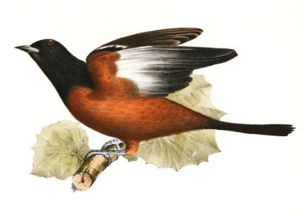 45. The Cow Bunting (Molothrus pecoris) 46. The Orchard Oriole (Icterus spurius) illustration from Zoology of New York (1842–1844) by James Ellsworth De Kay.. Free illustration for personal and commercial use.