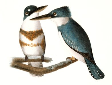 40. & 41. The Belted Kingfisher (Alcedo alcyon) 42. The Meadow Lark (Sturnella ludoviciana) illustration from Zoology of New York (1842–1844) by James Ellsworth De Kay.. Free illustration for personal and commercial use.