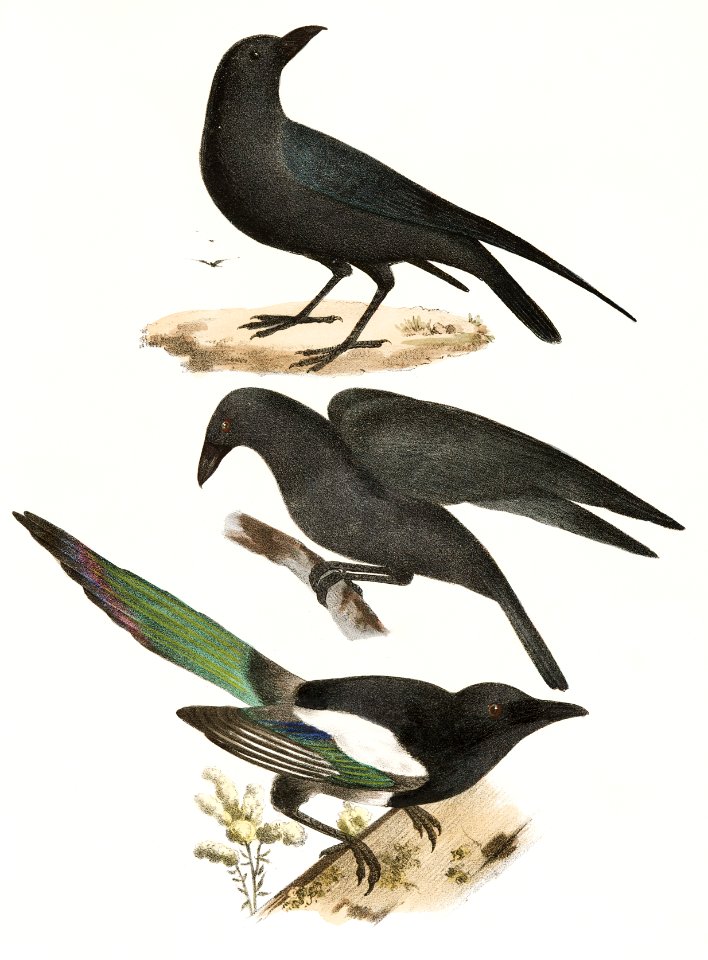 51. The Raven (Corvus corax) 52. The Common Crow (Corvus americanus) 53. The Magpie (Pica caudata) illustration from Zoology of New York (1842–1844) by James Ellsworth De Kay.