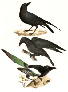 51. The Raven (Corvus corax) 52. The Common Crow (Corvus americanus) 53. The Magpie (Pica caudata) illustration from Zoology of New York (1842–1844) by James Ellsworth De Kay.