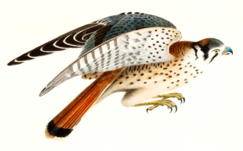 15. The Swallow-tailed Hawk (Nauclerus furcatus) 16. The American Sparrow Hawk (Falco Sparverius) illustration from Zoology of New York (1842–1844) by James Ellsworth De Kay.. Free illustration for personal and commercial use.
