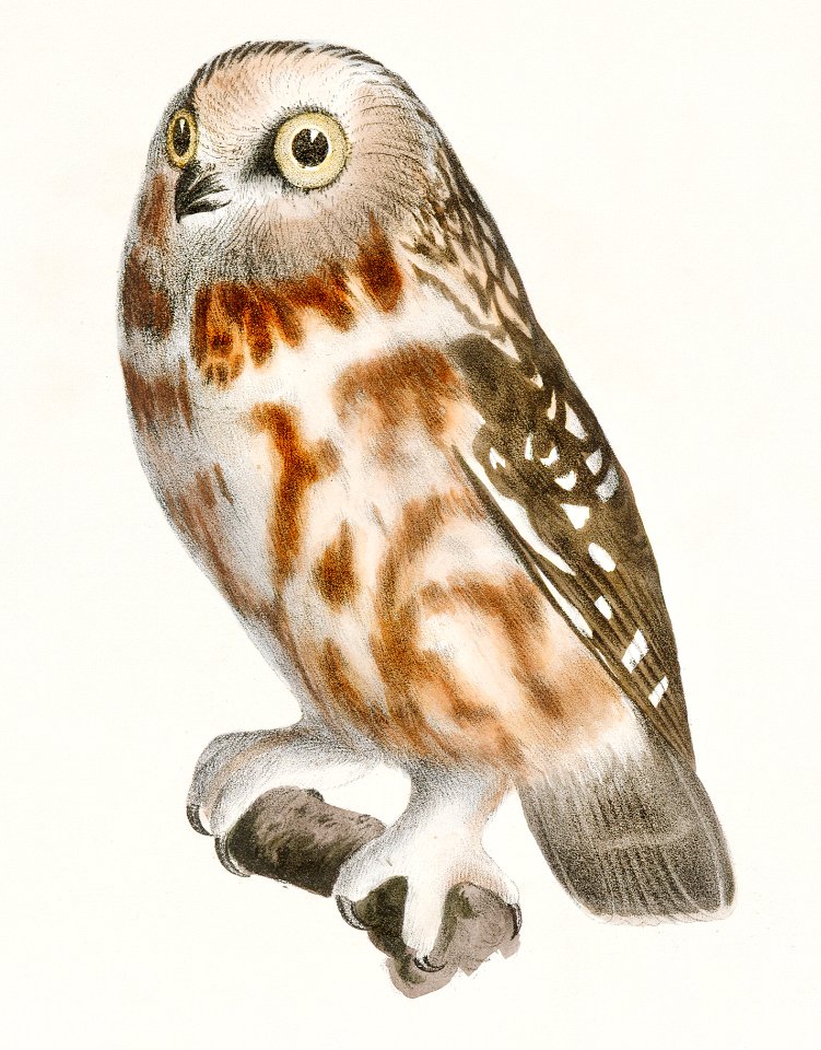 23. The Acadian Owl (Ulula acadica) 24. The Long-eared Owl (Otus americanus) illustration from Zoology of New York (1842–1844) by James Ellsworth De Kay.