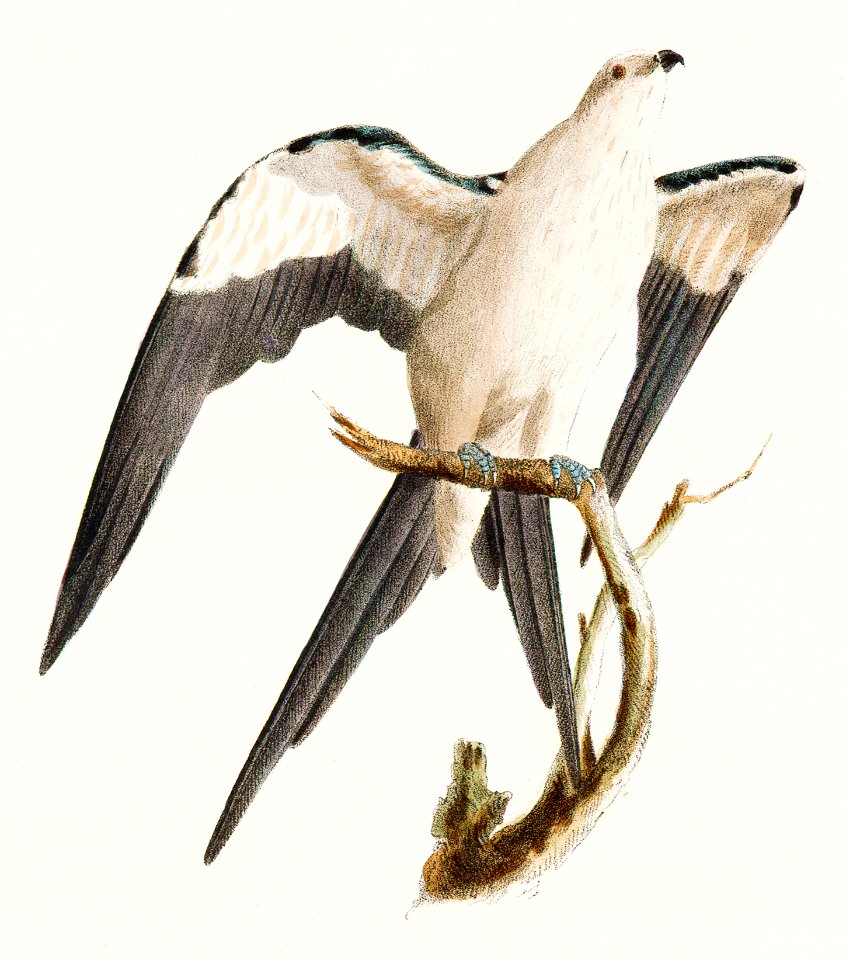 15. The Swallow-tailed Hawk (Nauclerus furcatus) 16. The American Sparrow Hawk (Falco Sparverius) illustration from Zoology of New York (1842–1844) by James Ellsworth De Kay.