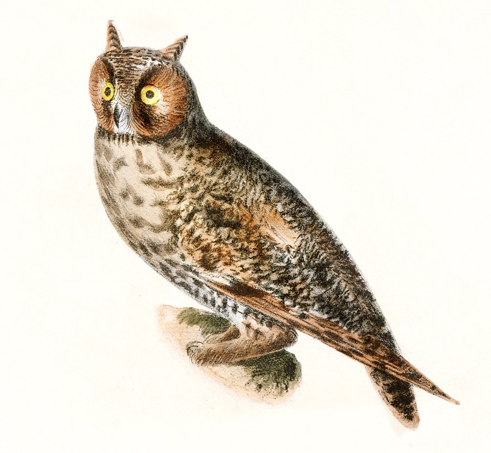 23. The Acadian Owl (Ulula acadica) 24. The Long-eared Owl (Otus americanus) illustration from Zoology of New York (1842–1844) by James Ellsworth De Kay.