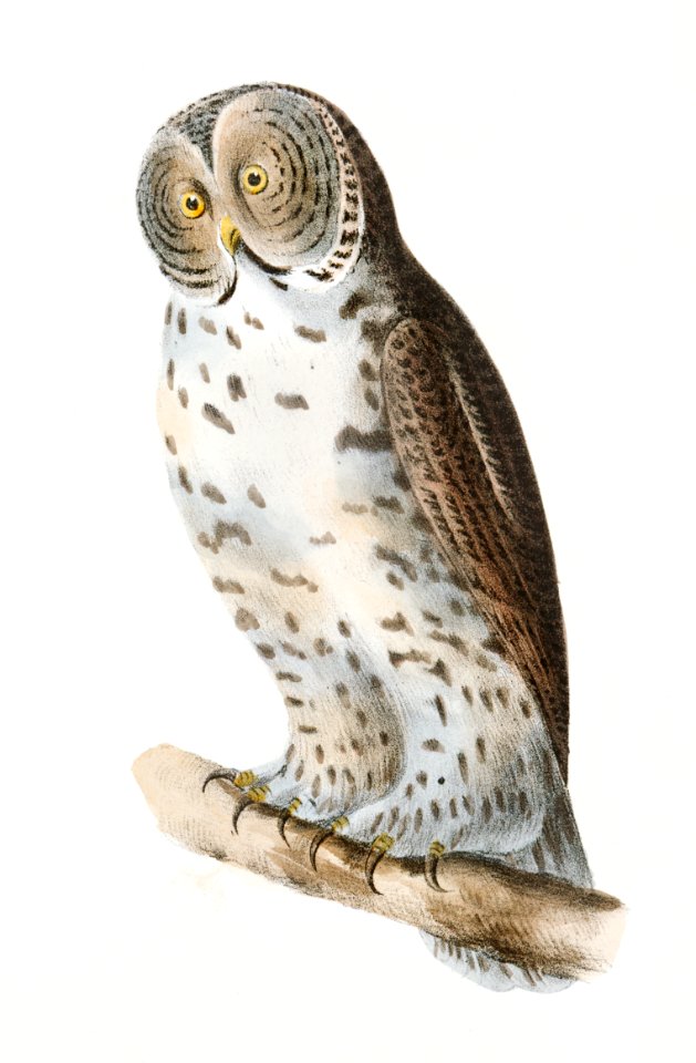 28. The American Barn Owl (Strix pratincola) 29. The Great Gray Owl (Syrnium cinereum) illustration from Zoology of New York (1842–1844) by James Ellsworth De Kay.