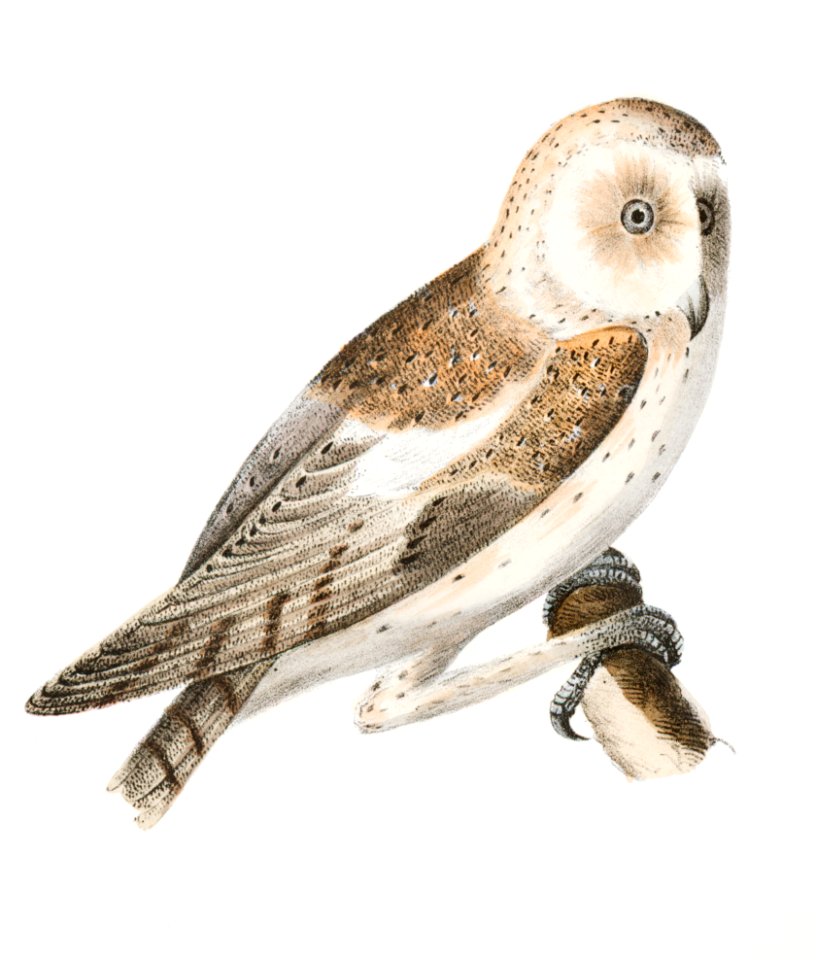 28. The American Barn Owl (Strix pratincola) 29. The Great Gray Owl (Syrnium cinereum) illustration from Zoology of New York (1842–1844) by James Ellsworth De Kay.