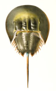 50. & 51. Atlantic horseshoe crab (Polyphemus occidentalis) illustration from Zoology of New York (1842–1844) by James Ellsworth De Kay.. Free illustration for personal and commercial use.