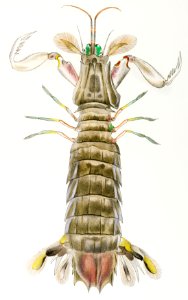 Mantis shrimp or stomatopod illustration from Zoology of New York (1842–1844) by James Ellsworth De Kay.. Free illustration for personal and commercial use.