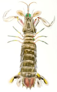 Mantis shrimp or stomatopod illustration from Zoology of New York (1842–1844) by James Ellsworth De Kay.