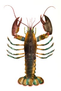 52. & 53. American lobster (Homarus americanus) illustration from Zoology of New york (1842 - 1844) by James Ellsworth De Kay (1792-1851).. Free illustration for personal and commercial use.