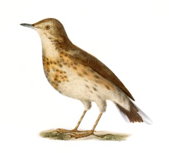 98. The Bluebird (Sialia wilsoni) 99. The American Titlark (Anthus ludovicianus) illustration from Zoology of New York (1842–1844) by James Ellsworth De Kay.. Free illustration for personal and commercial use.
