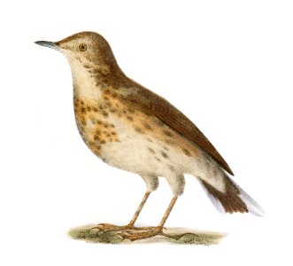 98. The Bluebird (Sialia wilsoni) 99. The American Titlark (Anthus ludovicianus) illustration from Zoology of New York (1842–1844) by James Ellsworth De Kay.